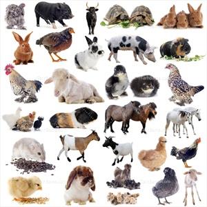 تصویر با کیفیت حیوانات